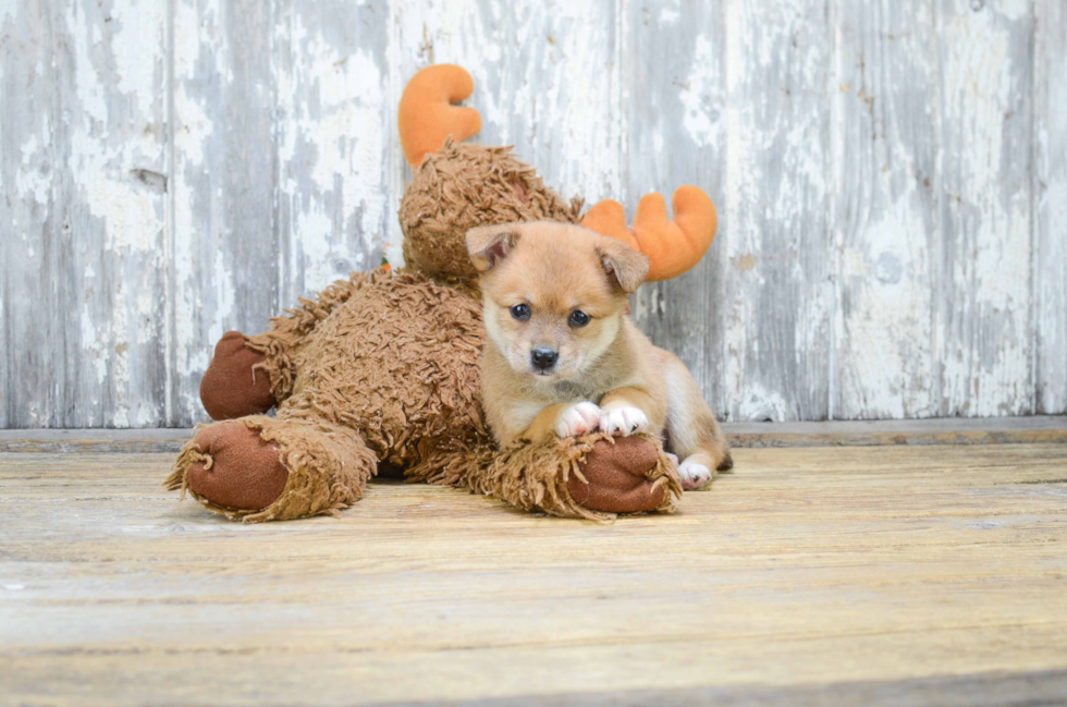 Pomeranian Pup Being Cute