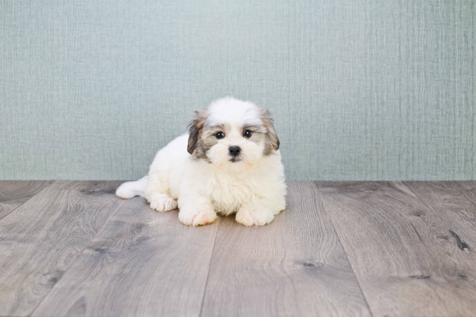 Teddy Bear Pup Being Cute