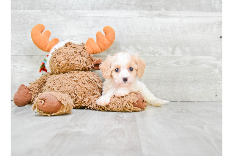 Petite Cavachon Designer Pup