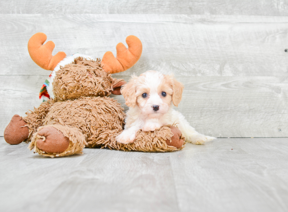 Petite Cavachon Designer Pup