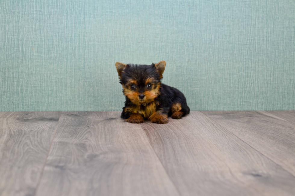 Meet Giselle - our Yorkshire Terrier Puppy Photo 