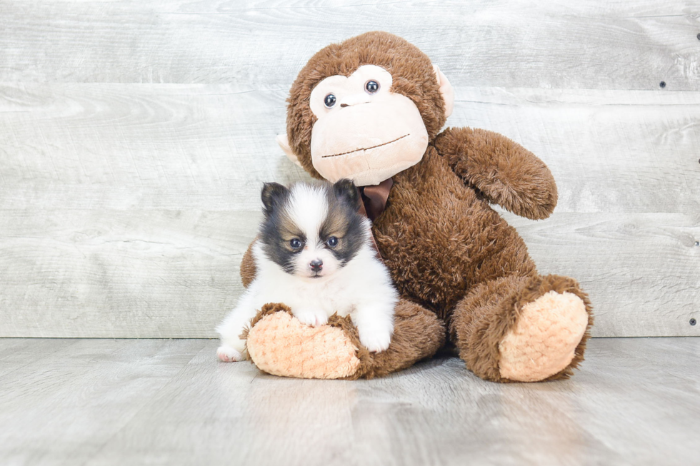 Smart Pomeranian Purebred Puppy