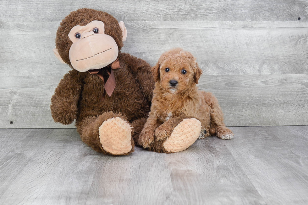 Sweet Mini Goldendoodle Baby