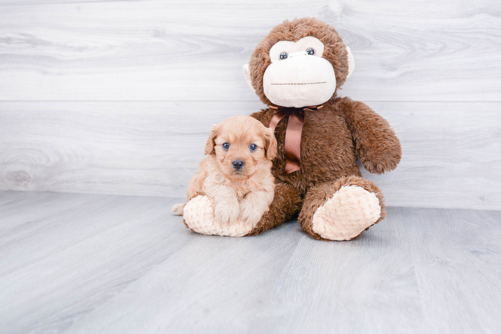 Cavapoo Pup Being Cute