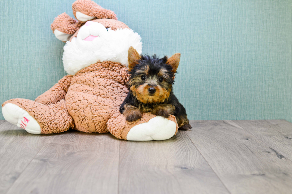 Meet Jeremy - our Yorkshire Terrier Puppy Photo 