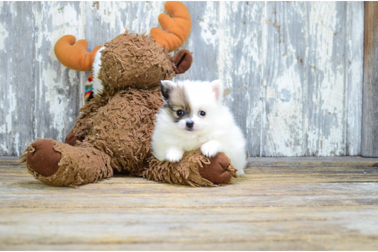 Energetic Pomeranian Purebred Puppy