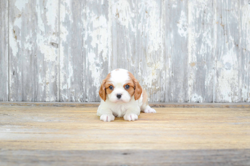 Cavalier King Charles Spaniel Puppy for Adoption