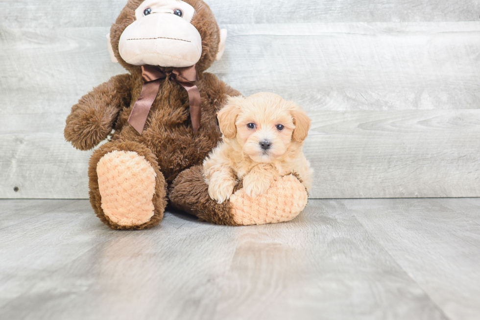 Maltipoo Pup Being Cute