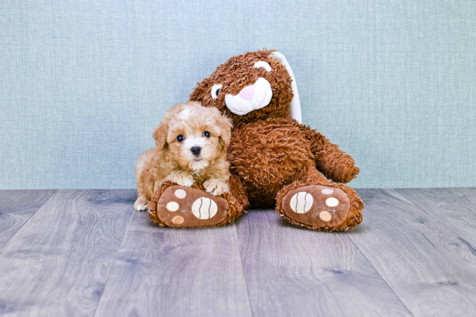 Best Cavapoo Baby