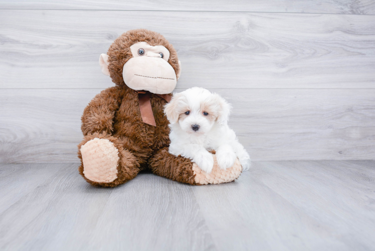 Maltipoo Pup Being Cute