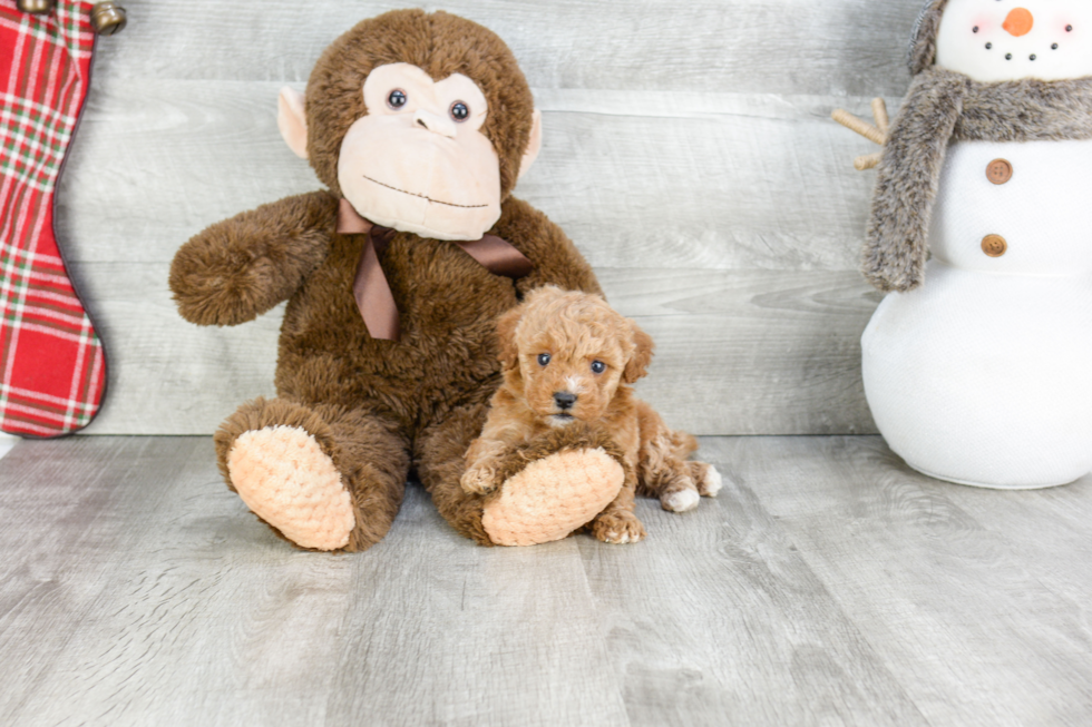 Adorable Cavoodle Poodle Mix Puppy