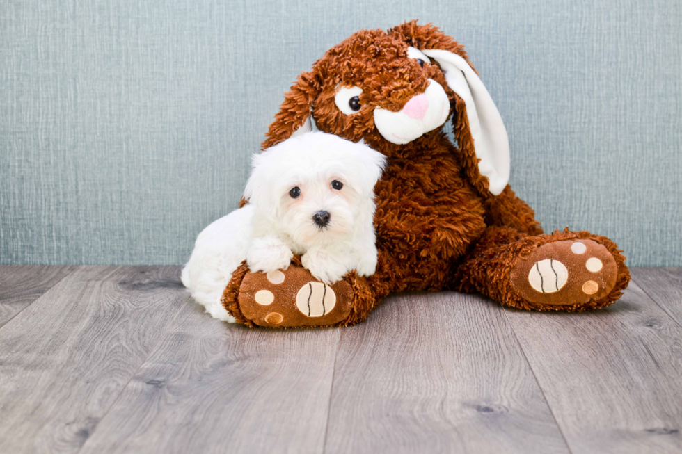 Maltipoo Pup Being Cute