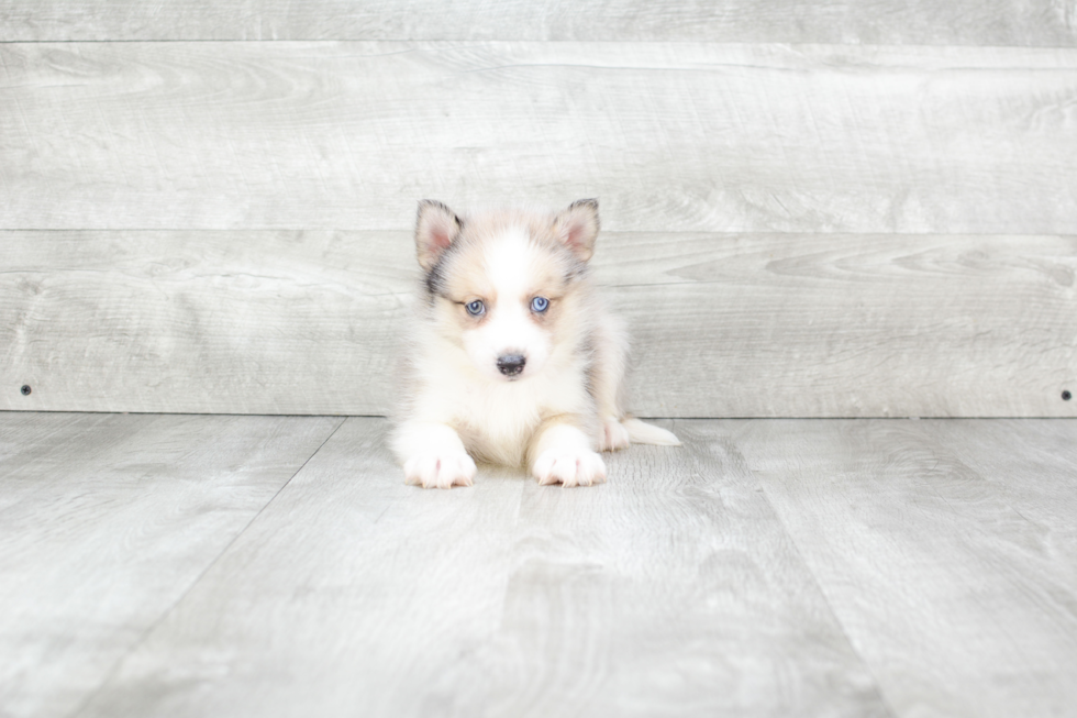 Energetic Mini Husky Designer Puppy