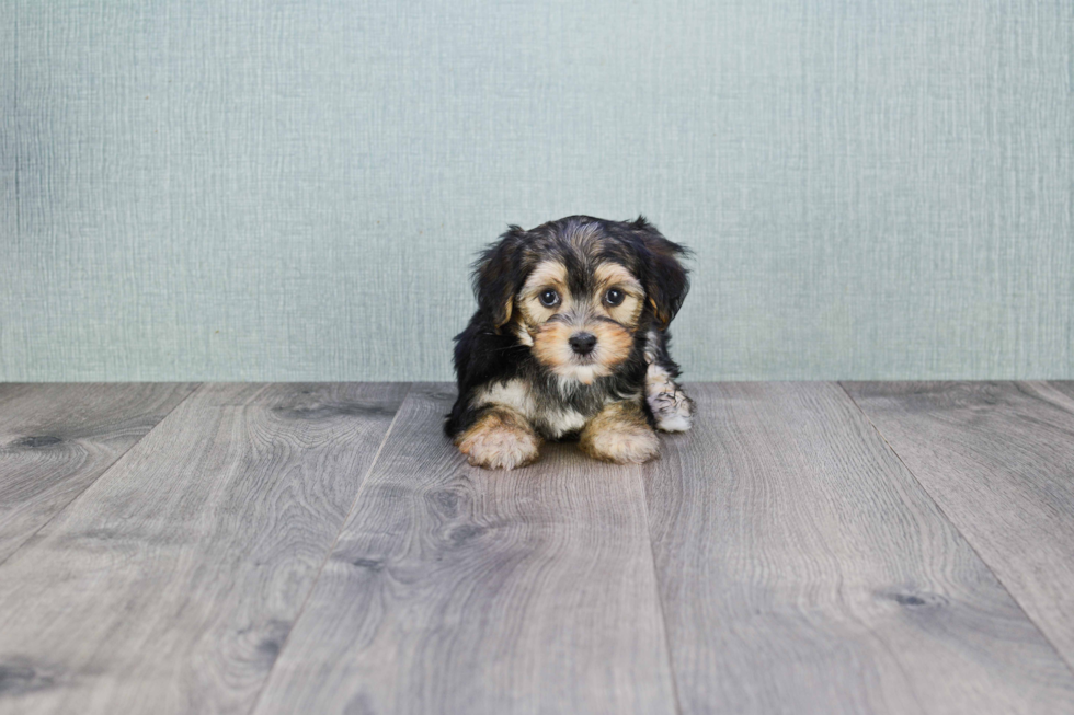 Morkie Pup Being Cute