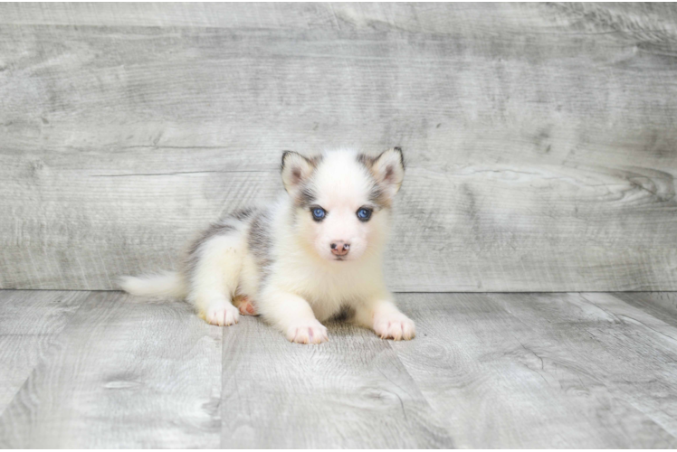 Small Pomsky Baby