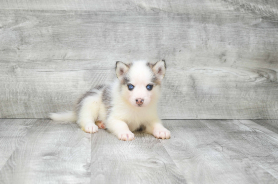 Small Pomsky Baby