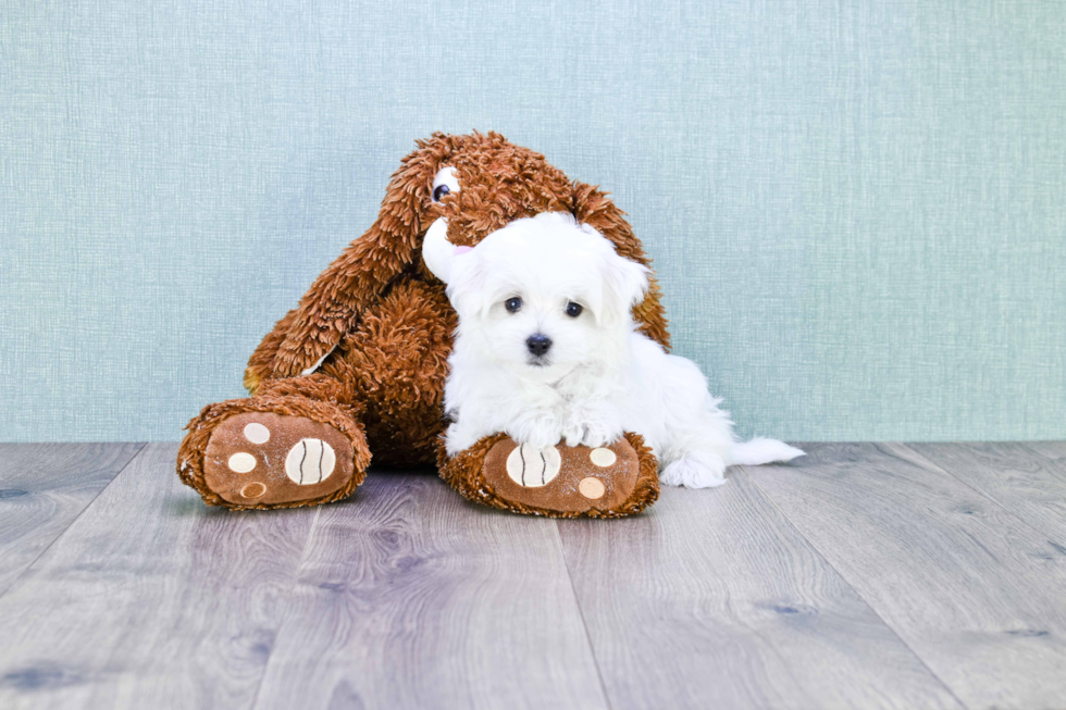 Playful Maltese Purebred Pup