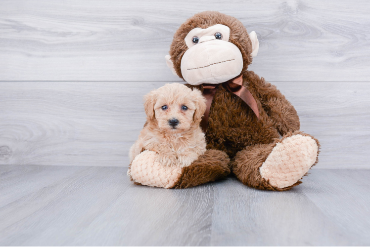 Maltipoo Puppy for Adoption