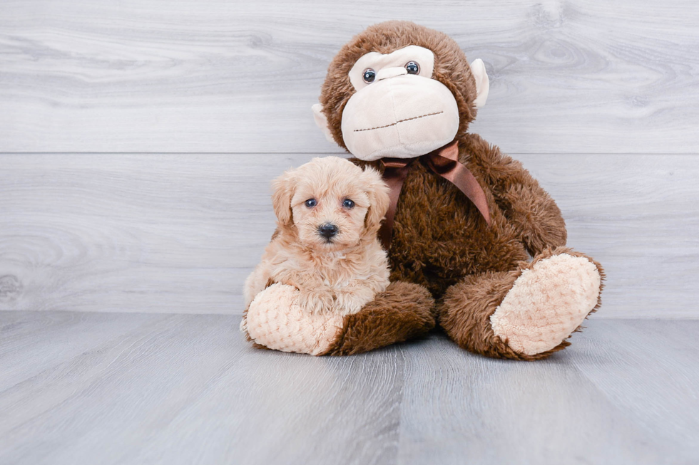 Maltipoo Puppy for Adoption