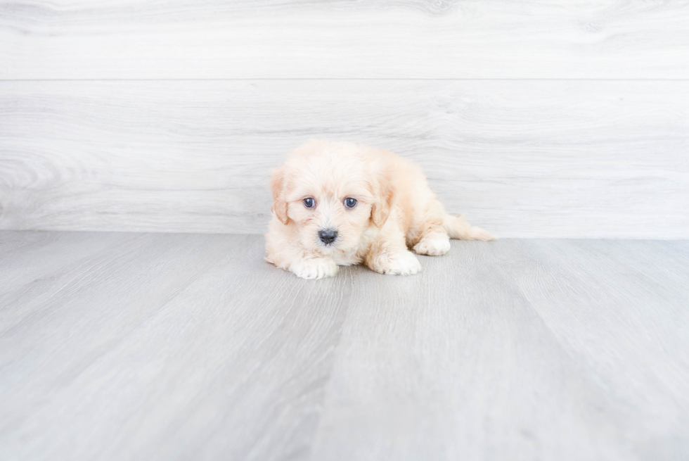 Cavachon Pup Being Cute