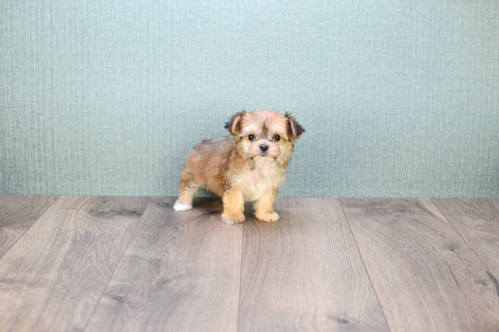 Adorable Yorkie Designer Puppy