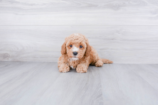 Cavapoo Pup Being Cute