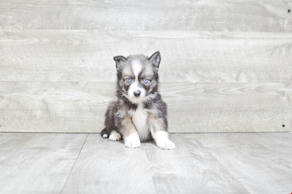 Pomsky Pup Being Cute