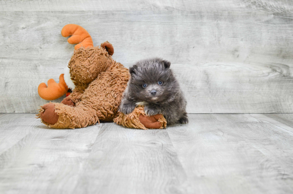 Happy Pomeranian Purebred Puppy