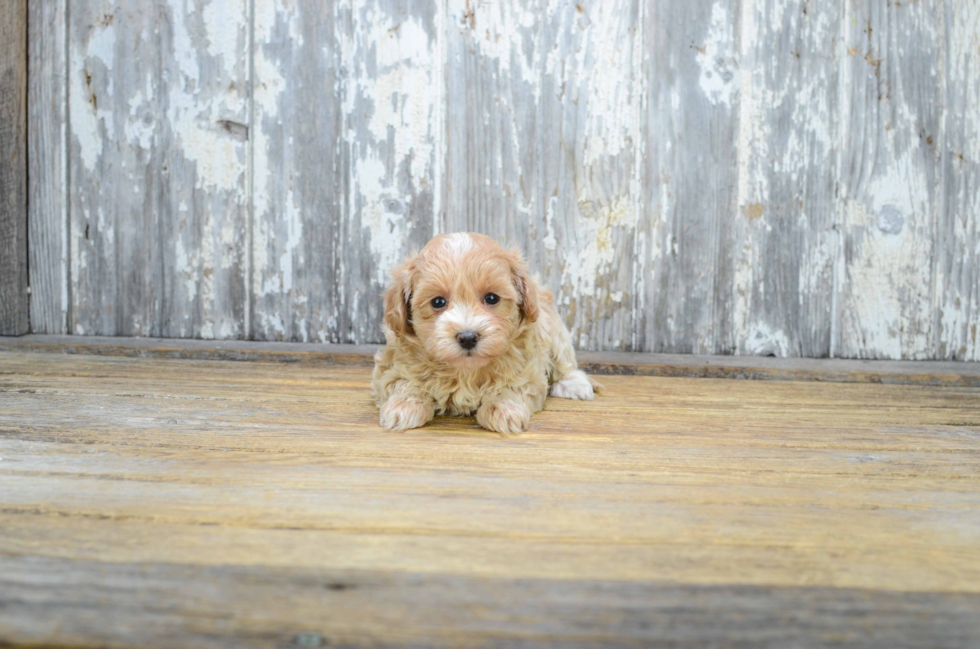 Petite Maltipoo Poodle Mix Pup