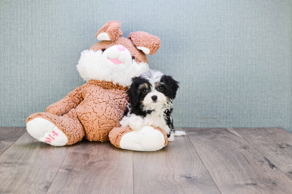 Sweet Cavachon Baby