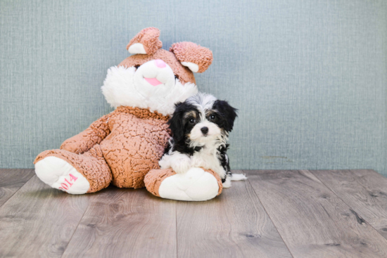 Sweet Cavachon Baby