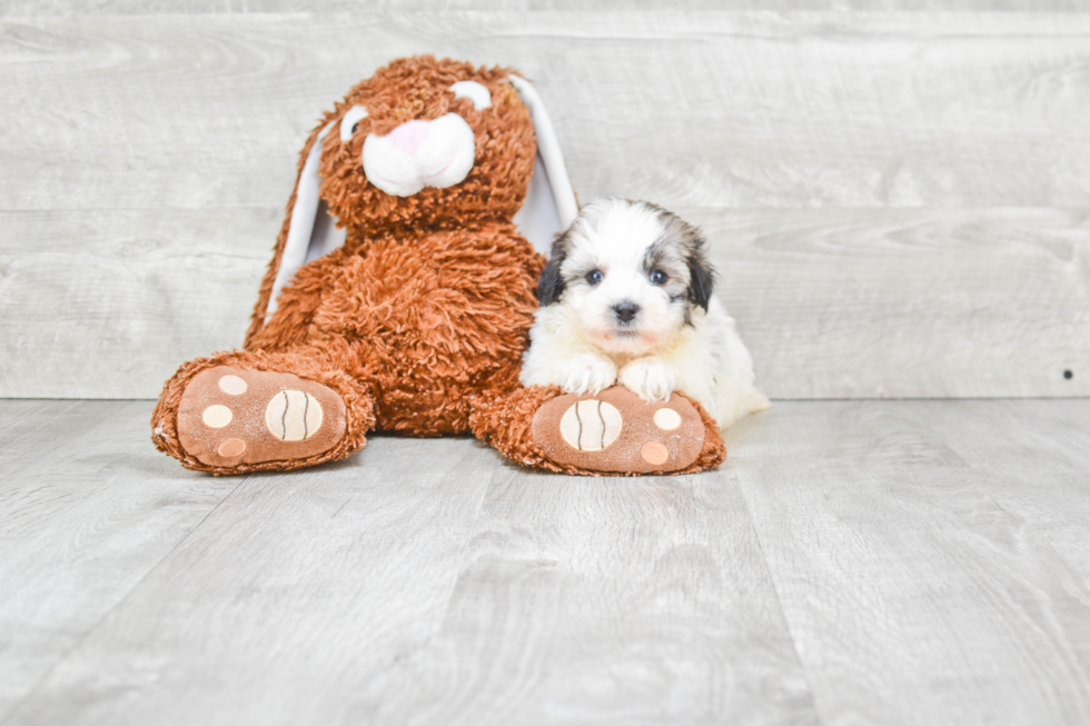 Havanese Pup Being Cute