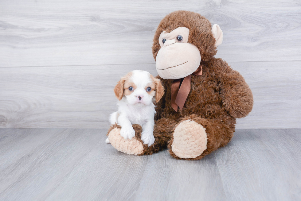 Cavalier King Charles Spaniel Puppy for Adoption