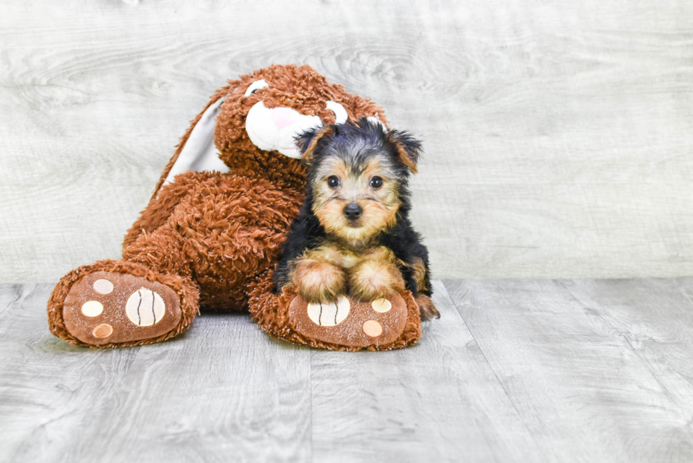 Meet Beyonce - our Yorkshire Terrier Puppy Photo 