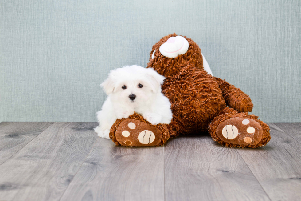 Hypoallergenic Maltese Baby