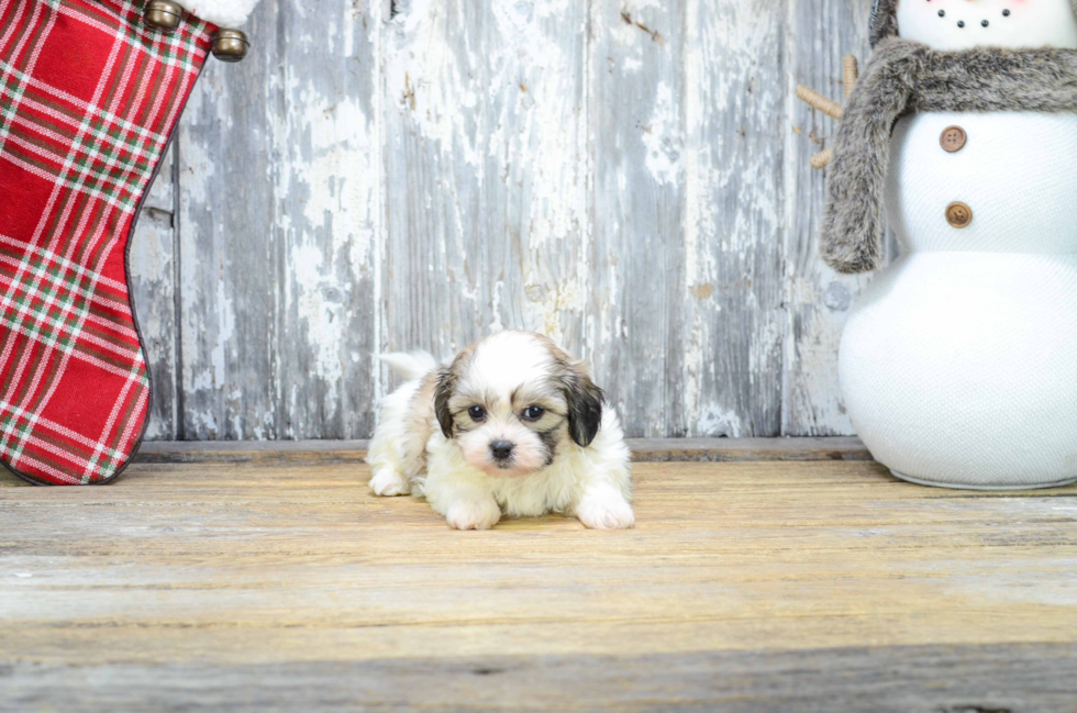 Sweet Teddy Bear Baby