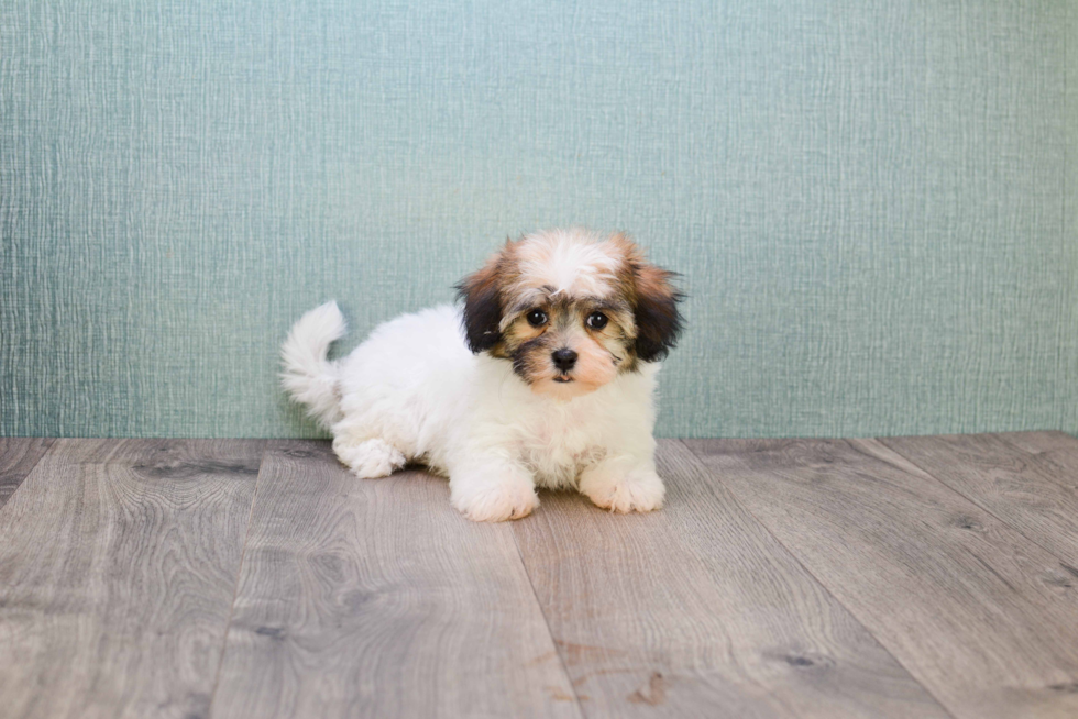 Friendly Havanese Purebred Pup