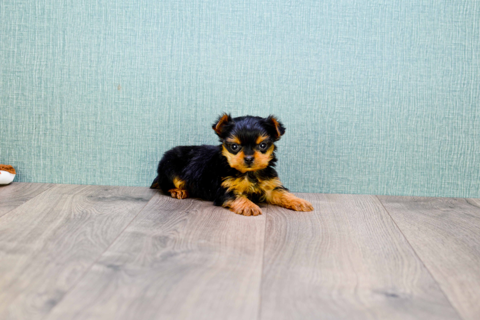 Meet Twinkle - our Yorkshire Terrier Puppy Photo 