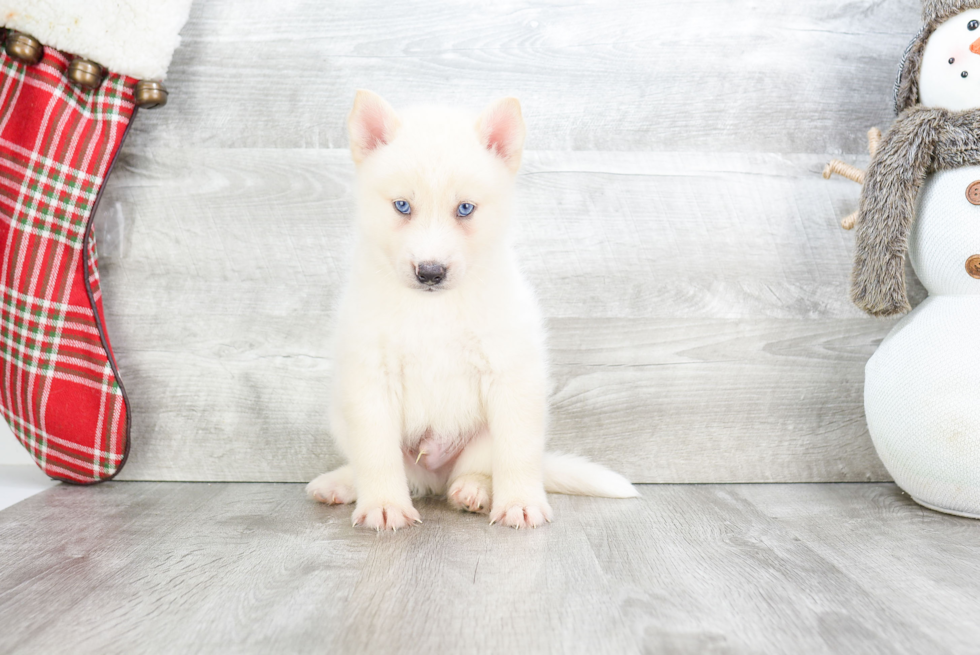 Sweet Pomsky Baby