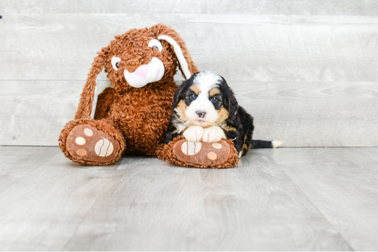 Hypoallergenic Mini Berniedoodle Poodle Mix Puppy