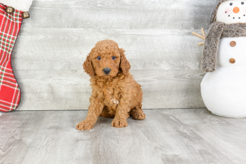 Best Mini Goldendoodle Baby