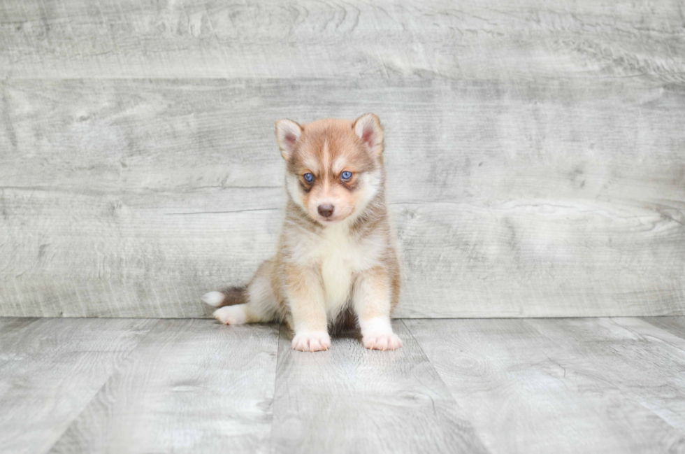 Small Pomsky Baby