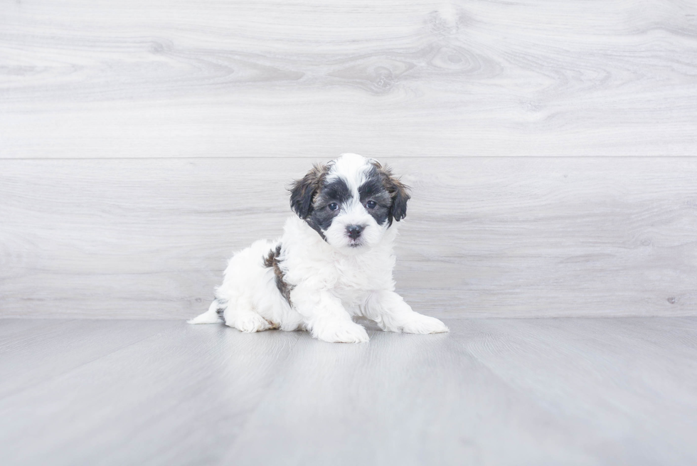 Happy Maltipoo Baby