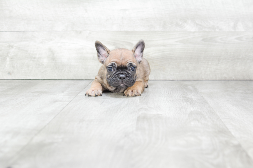 Cute Frenchie Purebred Puppy