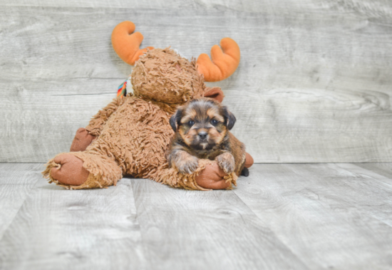 Shorkie Pup Being Cute