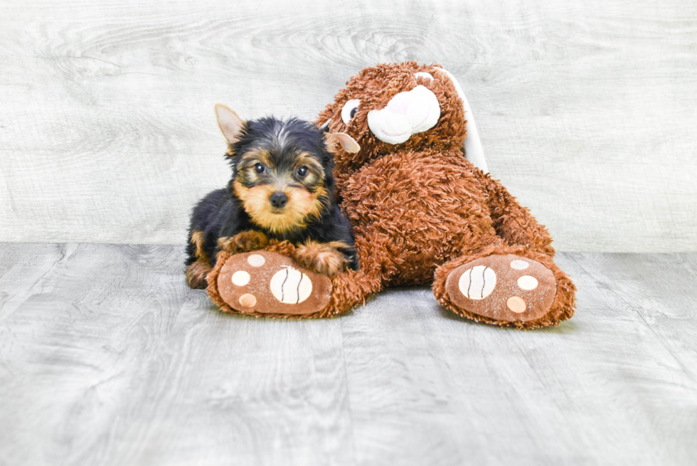 Meet Snickers - our Yorkshire Terrier Puppy Photo 