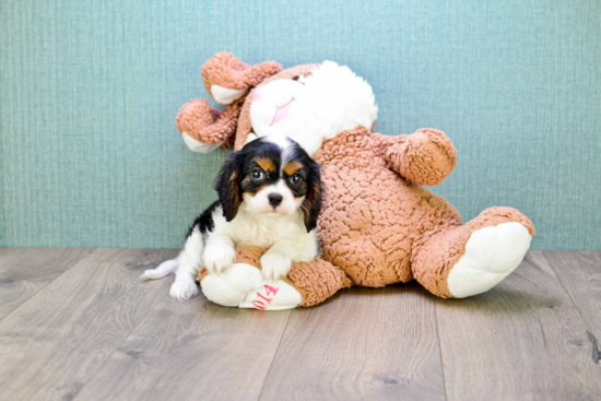 Playful Cavalier King Charles Spaniel Purebred Pup