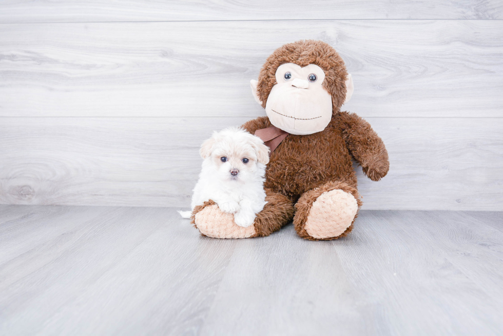 Small Maltipoo Baby