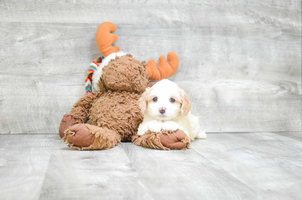 Cavachon Puppy for Adoption