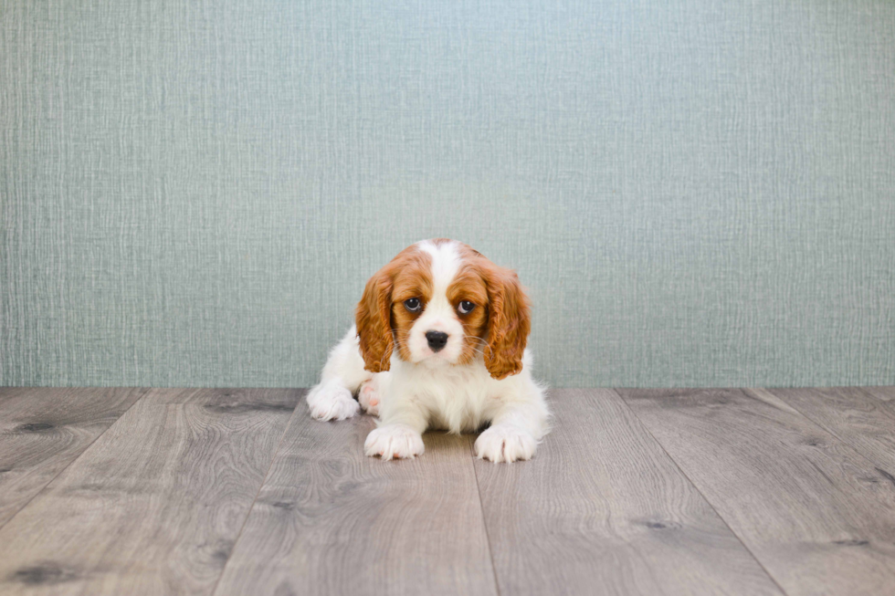 Cavalier King Charles Spaniel Pup Being Cute